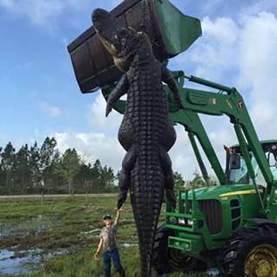 Thợ săn bắn hạ cá sấu khổng lồ ăn trộm gia súc
