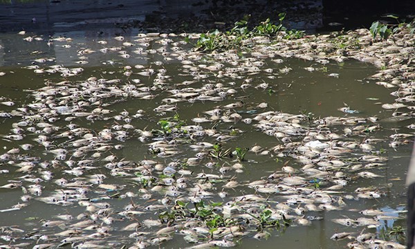 Nguyên nhân cá chết hàng loạt trên kênh Nhiêu Lộc - Thị Nghè