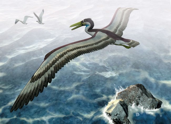Loài chim khổng lồ từng thống trị bầu trời Nam Cực 50 triệu năm