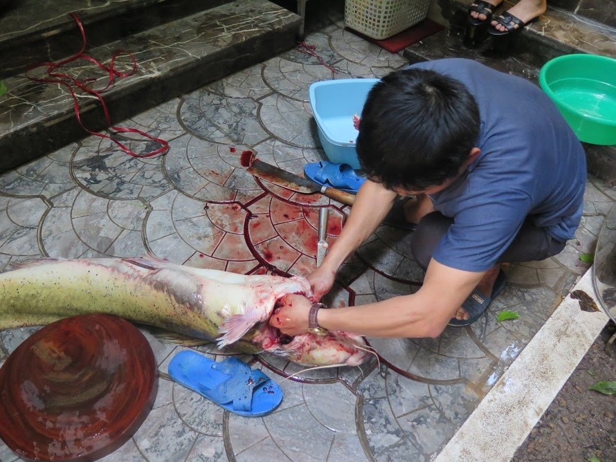 Xẻ thịt cá lăng sông Đà 1,5 mét: Đại gia làm bữa nhậu
