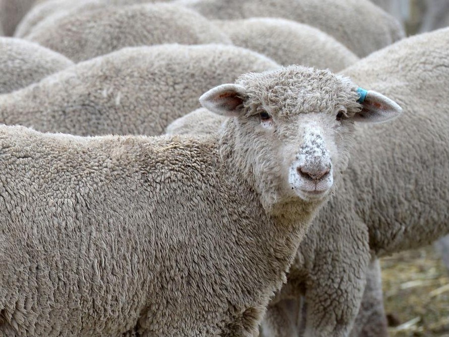 Bầy cừu làm loạn vì... phê thuốc phiện khiến dân làng hoang mang