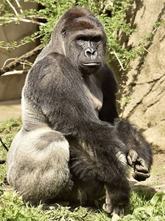 Sở thú Mỹ bắn chết khỉ đột cứu bé trai ba tuổi