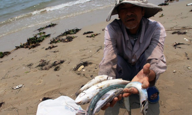 Giải pháp cấp bách ứng phó với cá chết bất thường ở miền Trung