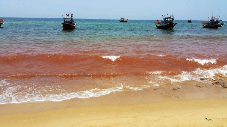 Xuất hiện vệt nước đỏ 1,5 km sát bờ biển Quảng Bình