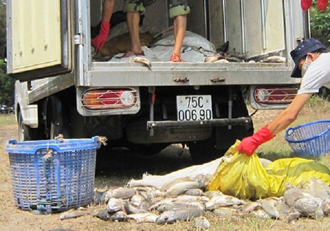 Nhiều tấn cá lồng và cá biển ở Huế tiếp tục chết