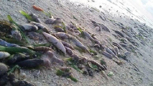 Nghi vấn tàu Trung Quốc đổ hóa chất giết cá quanh đảo Thị Tứ
