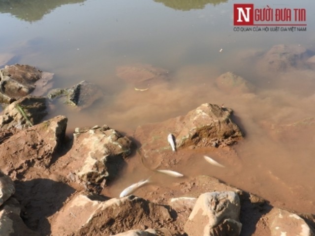 Thanh Hóa: Nước sông đổi màu, cá chết hàng loạt dạt vào bờ 