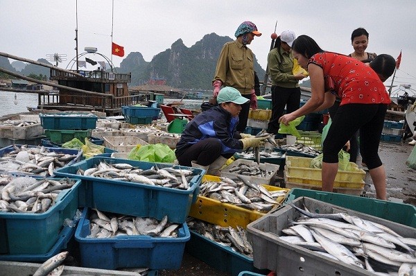 Bộ Công thương phát động: 'Giúp dân tiêu thụ cá là yêu nước'