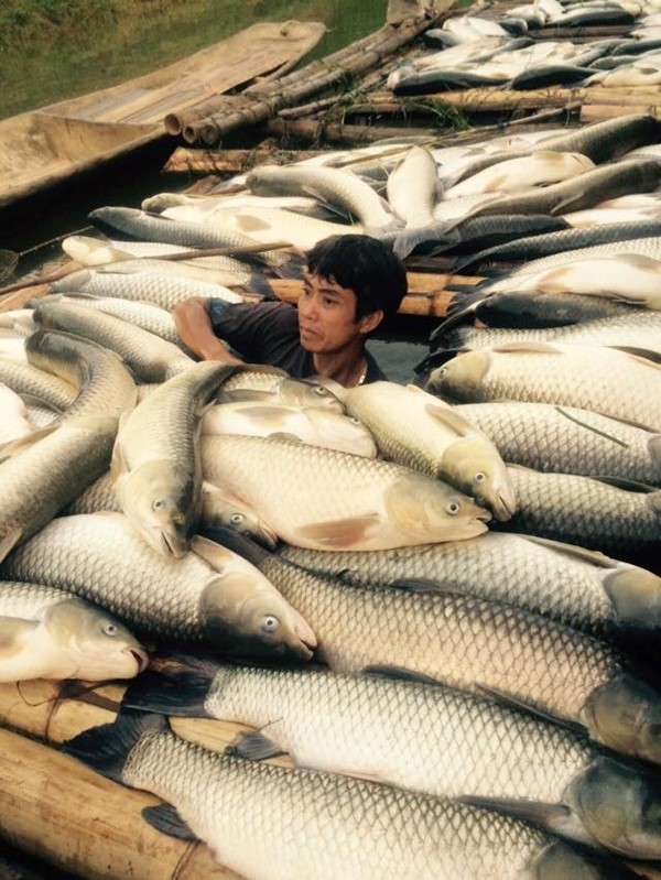 Cá chết trên sông Bưởi: Lợn ăn chết, người ăn đau bụng