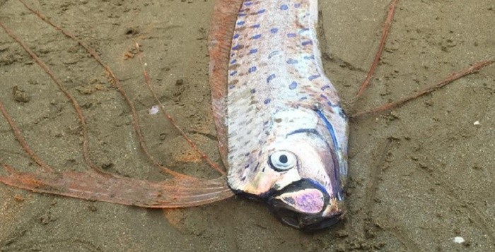 Phát hiện xác cá lạ dài hơn 2m trôi dạt vào bờ biển Hà Tĩnh