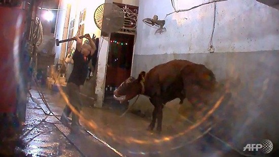 Cảnh giết bò Australia ở Việt Nam bị phản ứng vì quá tàn bạo