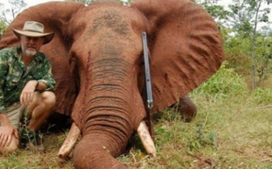 Thượng nghị sĩ Australia thừa nhận bắn chết, ăn thịt voi