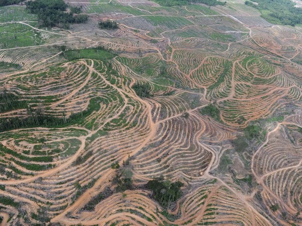 Báo động tình trạng ngân hàng 'tiếp tay' cho nạn phá rừng