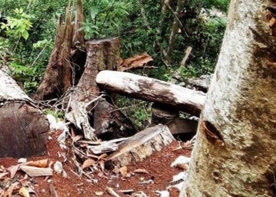 Rừng Điện Biên bị 'cạo trọc': Những cánh rừng 'chảy máu'