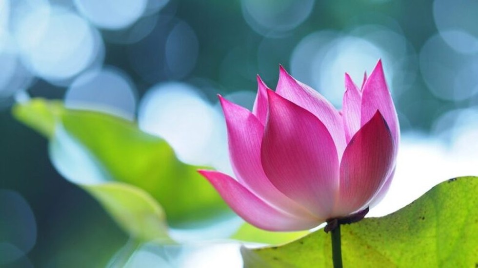 Đức Phật đã dạy: Hạnh phúc hay đau khổ đều do chính bản thân mình quyết định