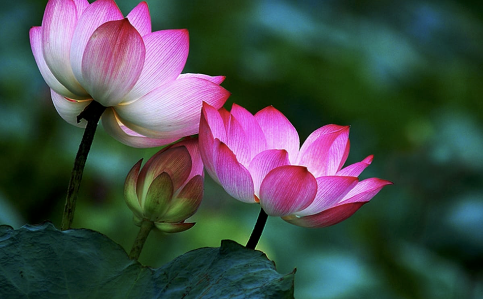 Những ý nghĩa của biểu tượng hoa sen trong đạo Phật
