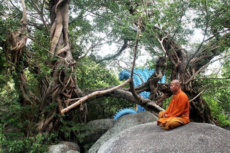 Hai trong số 11 thân cây đa sộp tại Tịnh xá Ngọc Vạn, xã Vạn Phước, huyện Vạn Ninh